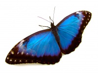 Красивая голубая бабочка