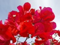 Hermosas flores rojas