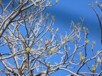 Pájaro en un árbol