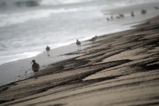 Птицы вдоль берега океана