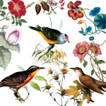 Fåglar Vintage Blommor Bakgrund