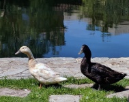 Black and White Ducks
