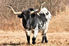 Czarno-biały Texas Longhorn Bull