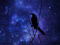 Galáxia de pássaro preto