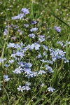 Kék szemű fű a zöld mezőben