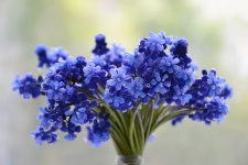 Flori albastre