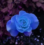 Flor azul de gardênia