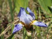 Blue Iris Close-up