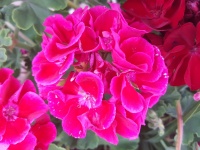Brillantes flores rosas