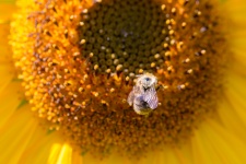 Bumblebee su un girasole