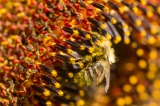 Bumblebee su un girasole