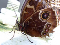 Papillon - gros plan extrême