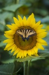 Vlinder op zonnebloem