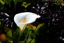 Cali Lily Flower
