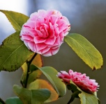 Camellia Japonica Flor Rosa