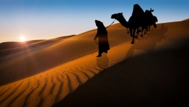 Camels, Sunrise, Travel, Safari,