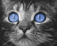 Gato olhos azuis