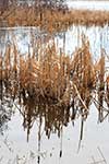 Cattails in a lake