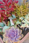 Colorful succulents