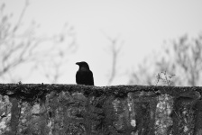 Raven On The Lookout