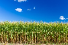 Fondo de campo de maíz