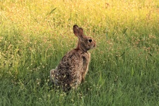 Cottontail Rabbit In Grassy Field