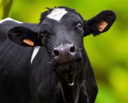 Retrato de vaca