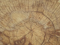Snij houtstructuur