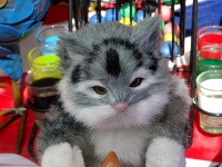 Cute Soft Toy Kitten