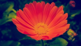 Daisy Flower fotografie