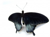 Tmavý motýl na bílém pozadí