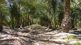 Date Palm Trees Orchard