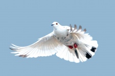 Taube, die im Himmel fliegt
