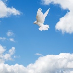 Taube, die im Himmel fliegt