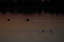Ducks and loons in the lake