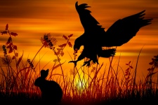 águila, conejo, caza, vida silvestre,