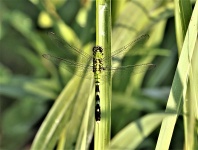 Eastern Pondhawk Dragonfly 2