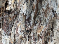 Eucalyptus bark bakgrund