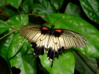 Egzotyczny motyl