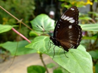 Exotický motýl