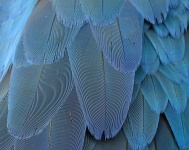 Texture de fond de plumes bleu