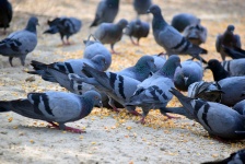 Feeding the pigeons 1