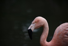 Profil Flamingo