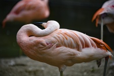 Flamingo odpočívá