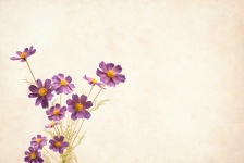 Fleur, floral, arrière-plan, frontière
