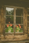 Blommor i fönstret