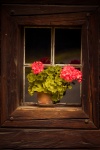 Blumen im Fenster