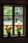 Blumen im Fenster