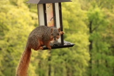Fox Squirrel op Vogelvoeder
