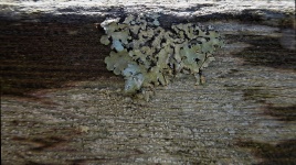 Fungus pattern on Wood